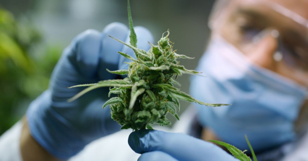 Laboratory worker holds up cannabis bud for inspection