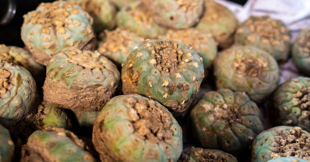 Canadian Company Is Mass-Producing Psychedelic Cactus Peyote — Legally