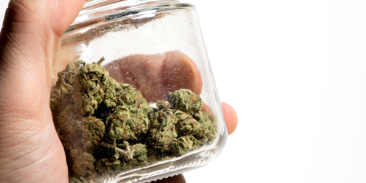 Hand holding a glass jar containing green, leafy buds.