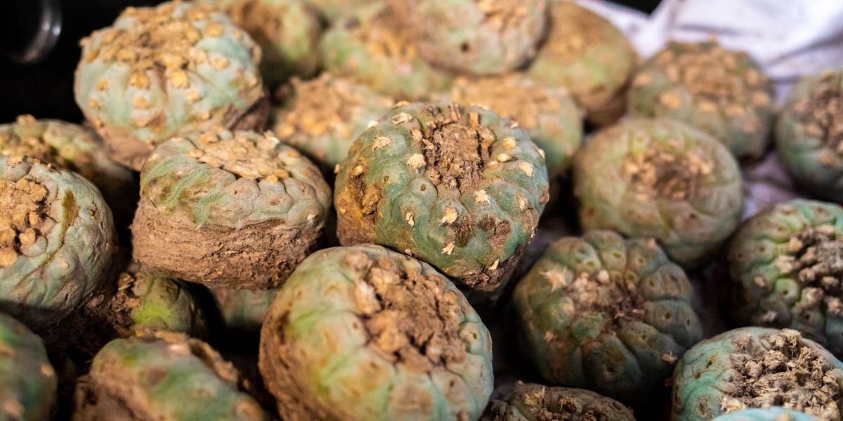 Canadian Company Is Mass-Producing Psychedelic Cactus Peyote  Legally