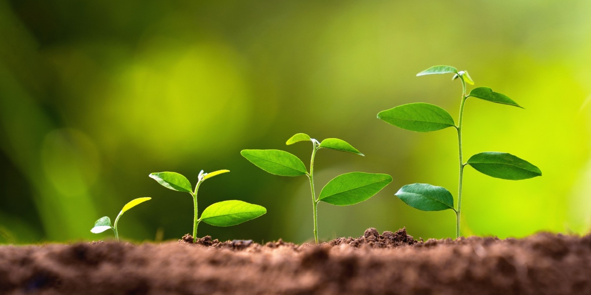 a photo of saplings in different stages to symbolize the different stages of addiction recovery