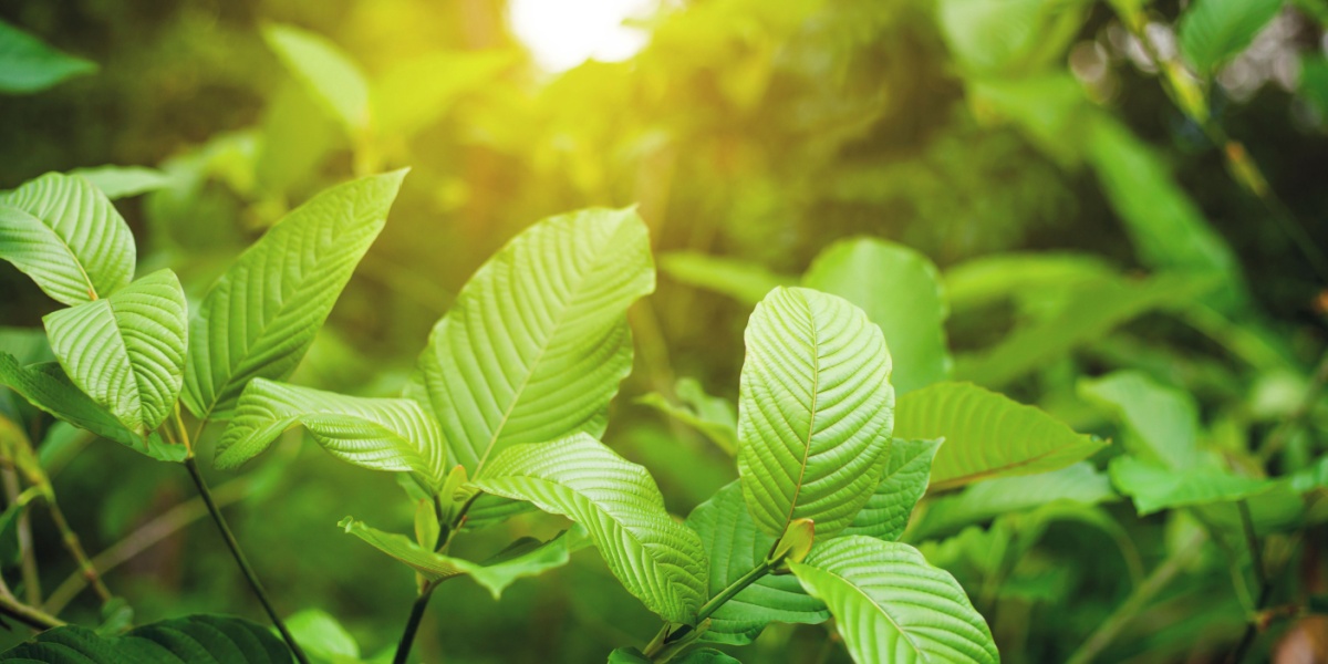 leaves of the Mitragyna speciosa tree used to make kratom