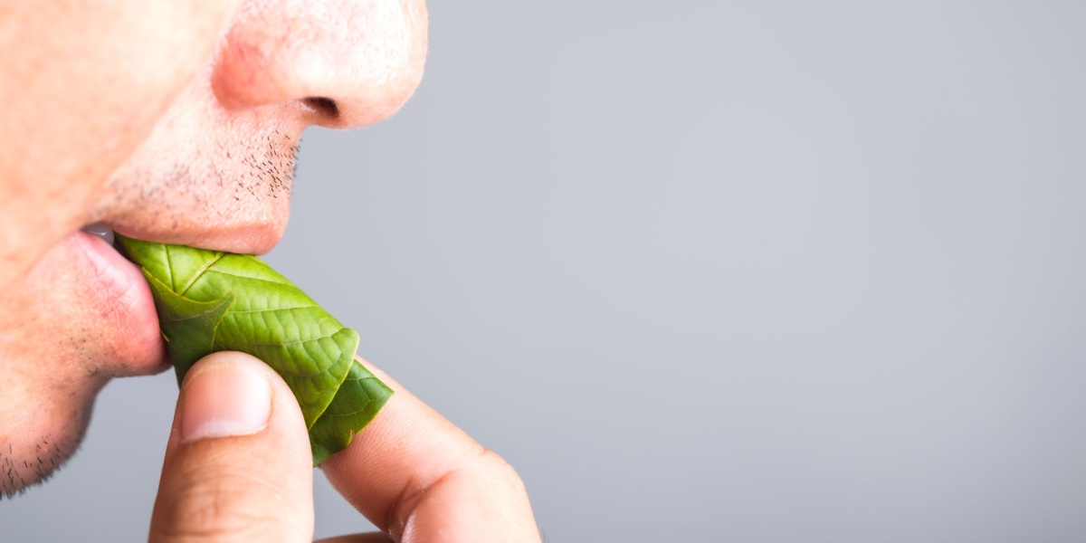 close up photo of a man ingesting kratom leaves