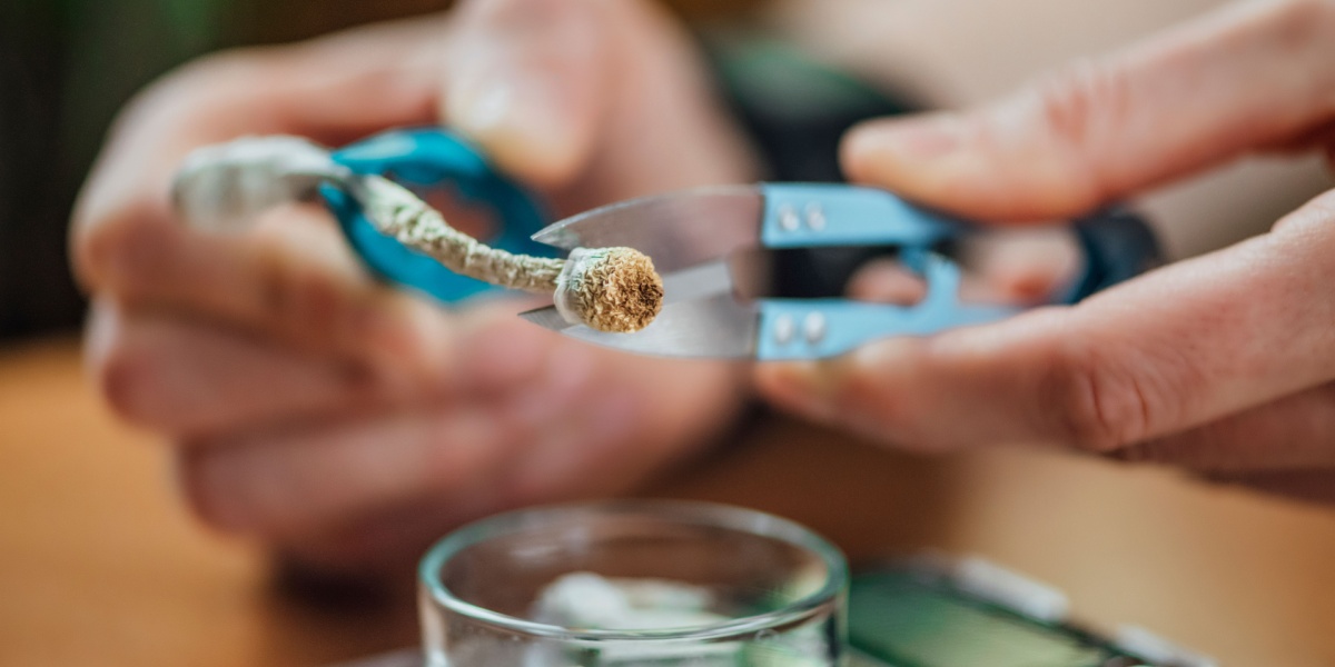 a close up photo of hands about to cut up a psilocybin mushroom and a petri dish under it