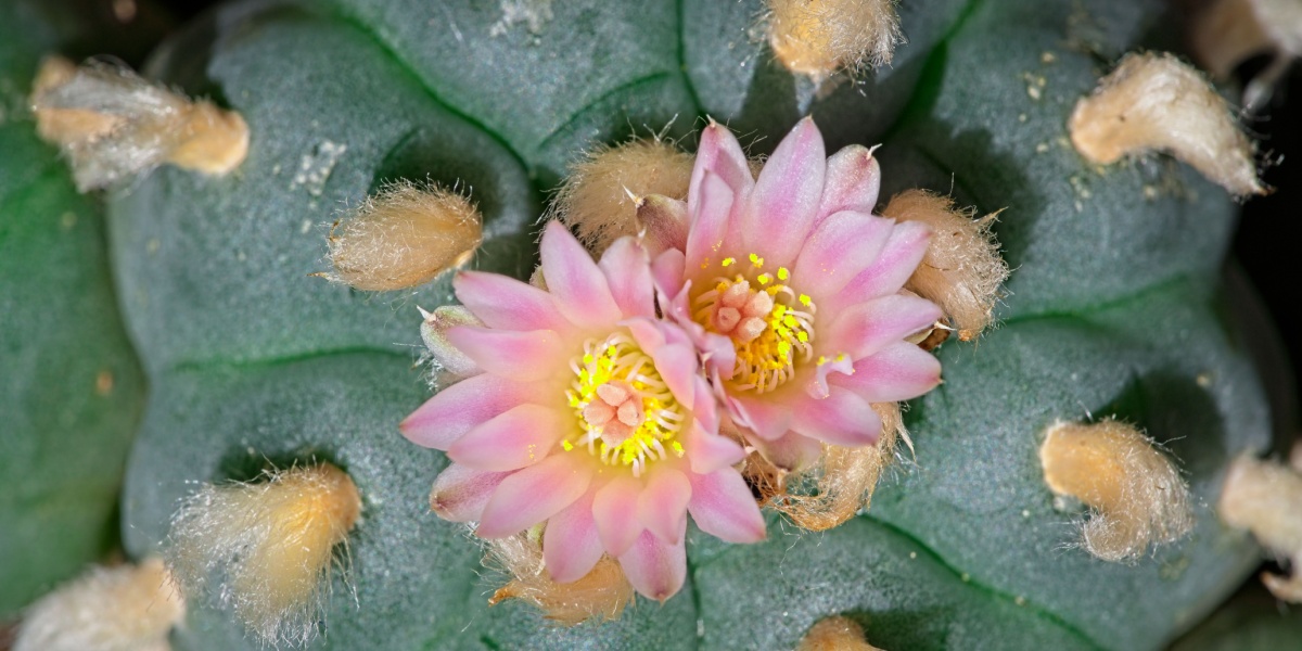 a close up top view photo of a peyote with two pink flowers