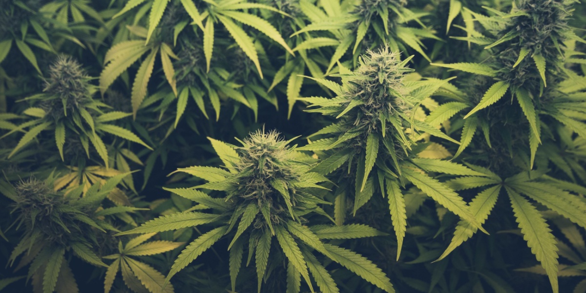 a photo of raw cannabis plants with THCa