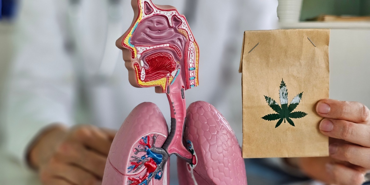 a photo of a small paper bag containing THCa right next to a model of the human body to indicate health and side effects