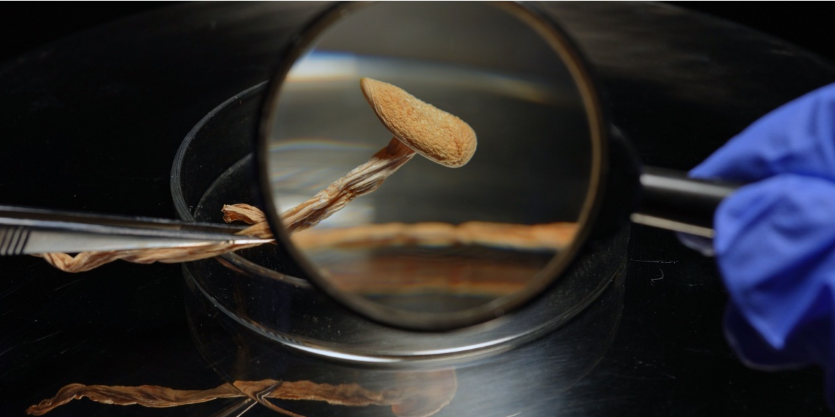 a photo of a psilocybin mushroom being scrutinized and magnified through a magnifying glass