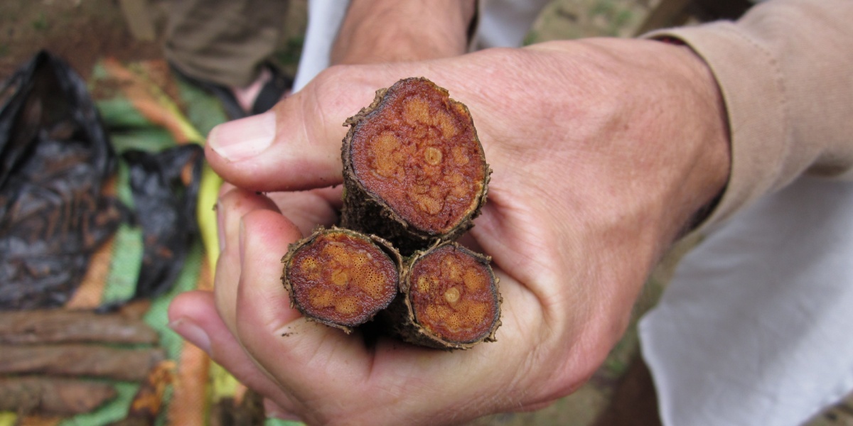 a close up of a hand holding the bark of the Banisteriopsis caapi vine for an ayahuasca brew
