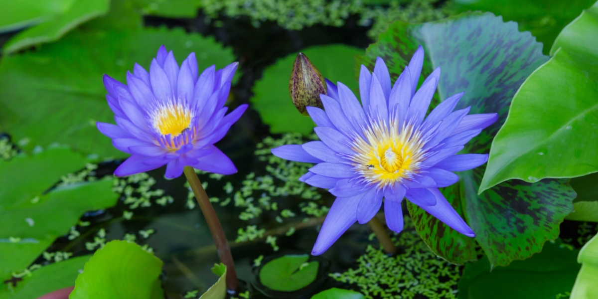 a photo of two blue lotus flowers in a pond
