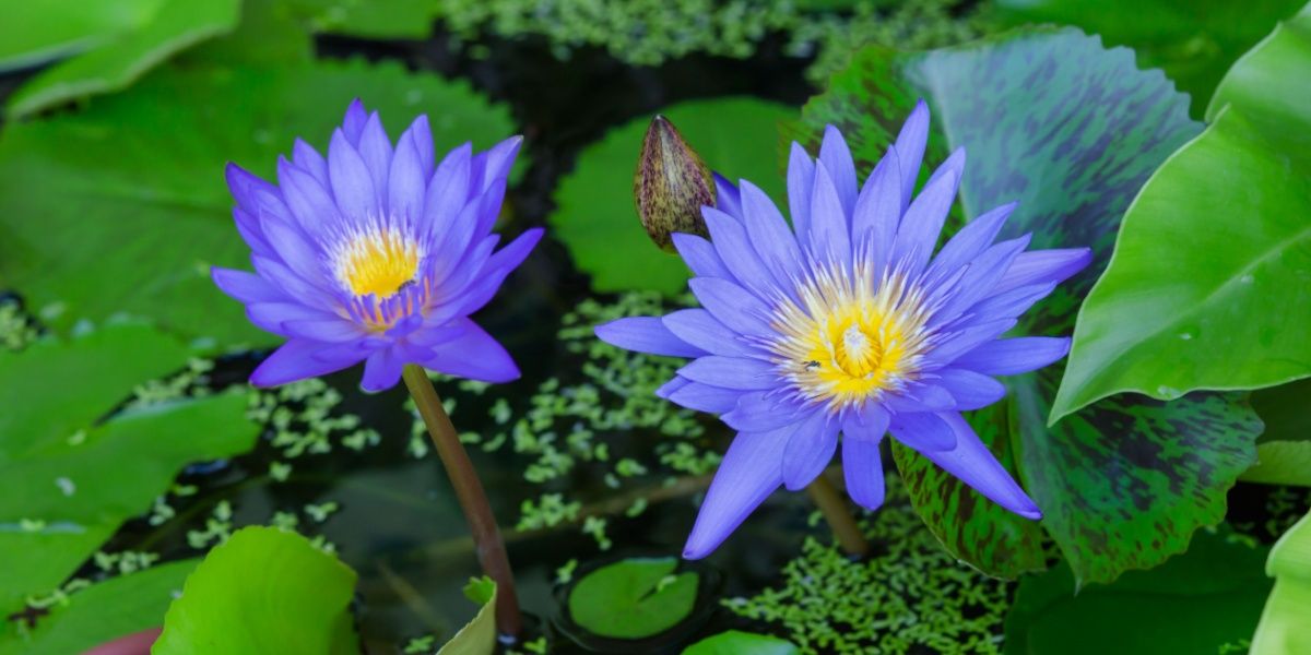 Blue Lotus: Benefits, Side Effects, and Safety Blue Lotus: Benefits, Side Effects, and Safety