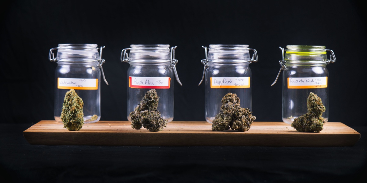a photo of a shelf with four transparent jars filled with different cannabis strains