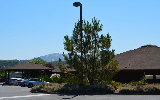 Consolidated Tribal Health Project Inc