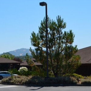 Consolidated Tribal Health Project Inc