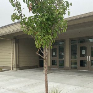 Triumph Treatment Services  WA