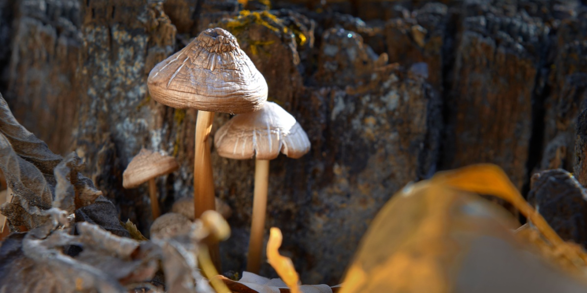 Natural Hallucinogens and Plant-Based Addictive Substances