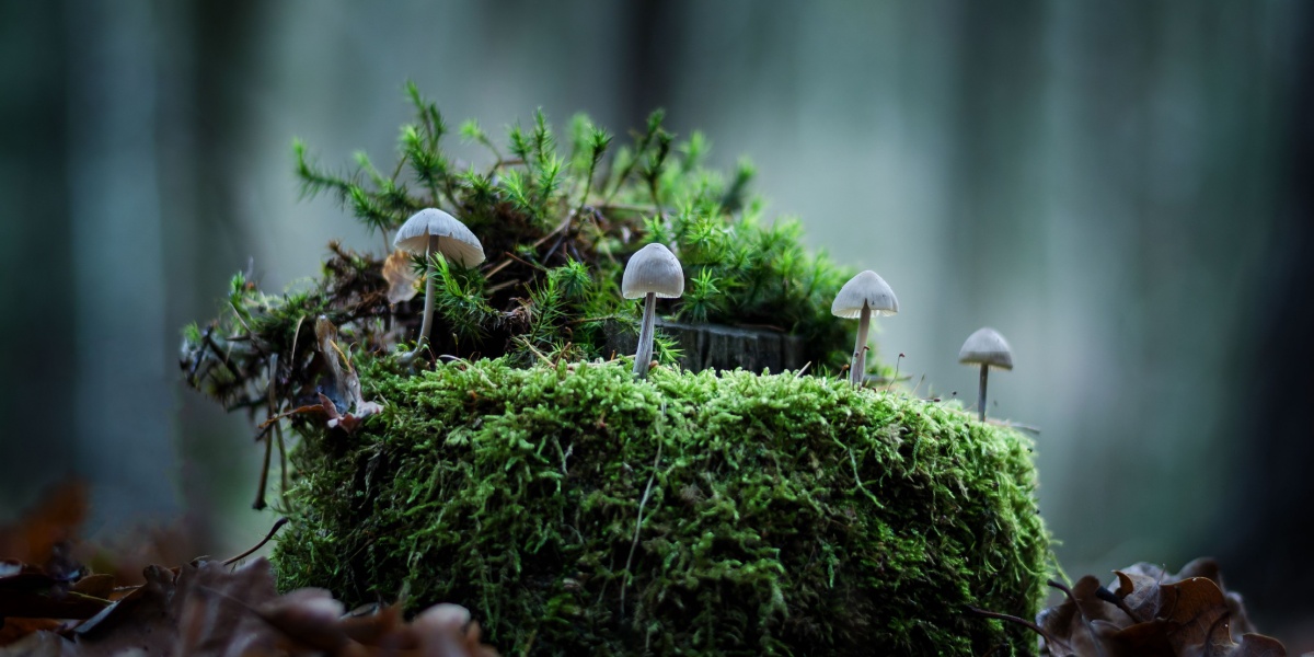 Natural Psychedelic & Psychoactive Substances