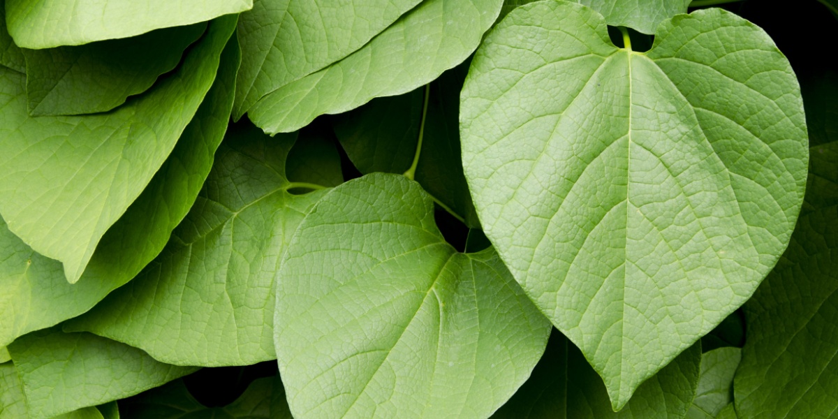 Kava: Use, Side Effects, Liver Risks, and Safety