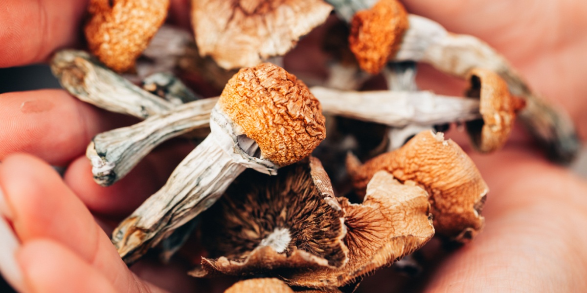A close up photo of a hand holding a bunch of Psilocybe mushrooms.