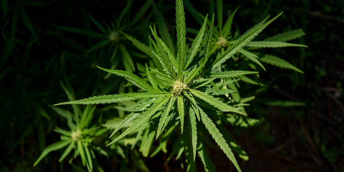 Hemp-Derived THC Cannabinoids: Effects and Risks