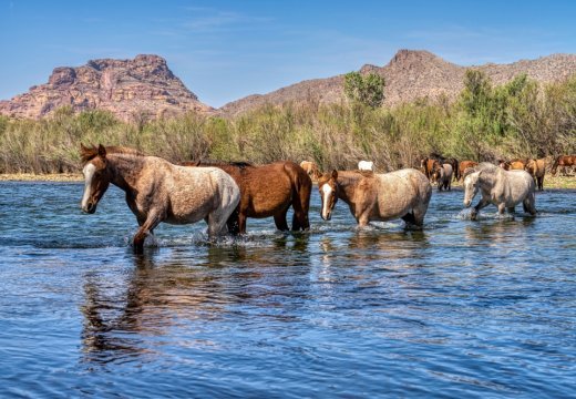 Treatment Highlight: Rehab Meets Nature in Pheonix, AZ