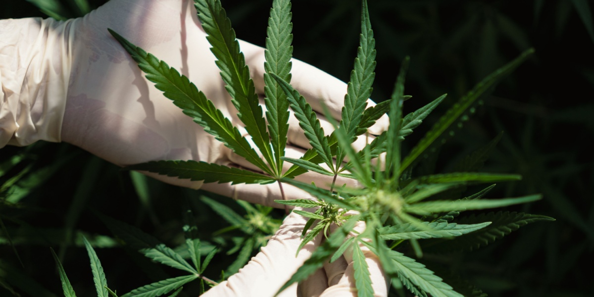 Delta-11 THC: Potency, Effects, and Risk